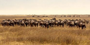 Wildebeest-Migration
