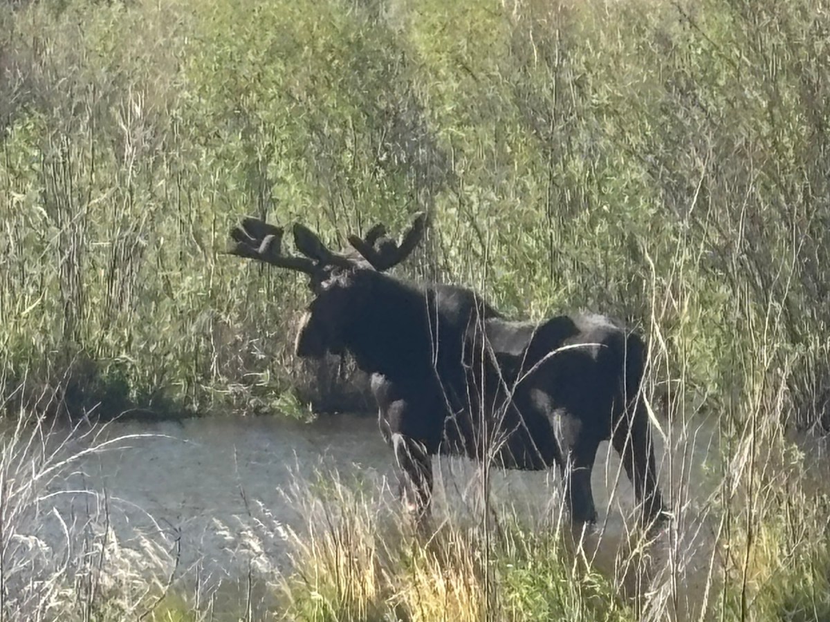 Day 46 Moose in my&nbsp;Water